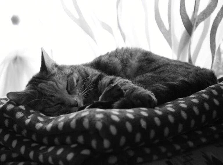 dibujos de gatos a lapiz tumblr