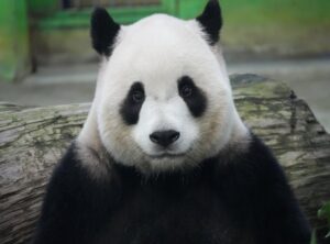 imagens do panda e os caricas para imprimir