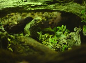 new zealand reptile crossword clue