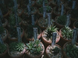 Which Houseplants Should I Buy Ththomedec